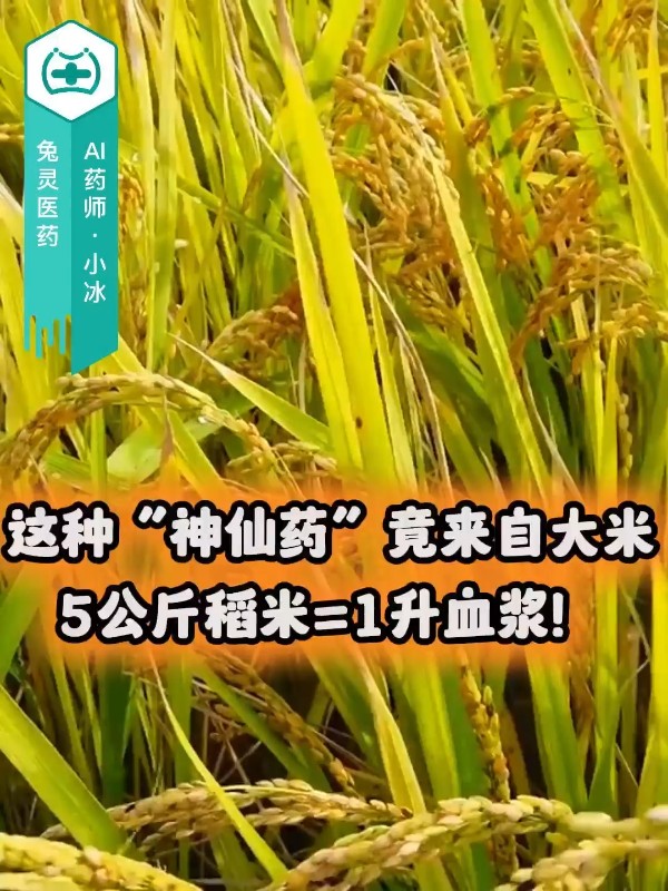 这种“神仙药”竟来自大米？5公斤稻米=1升血浆！