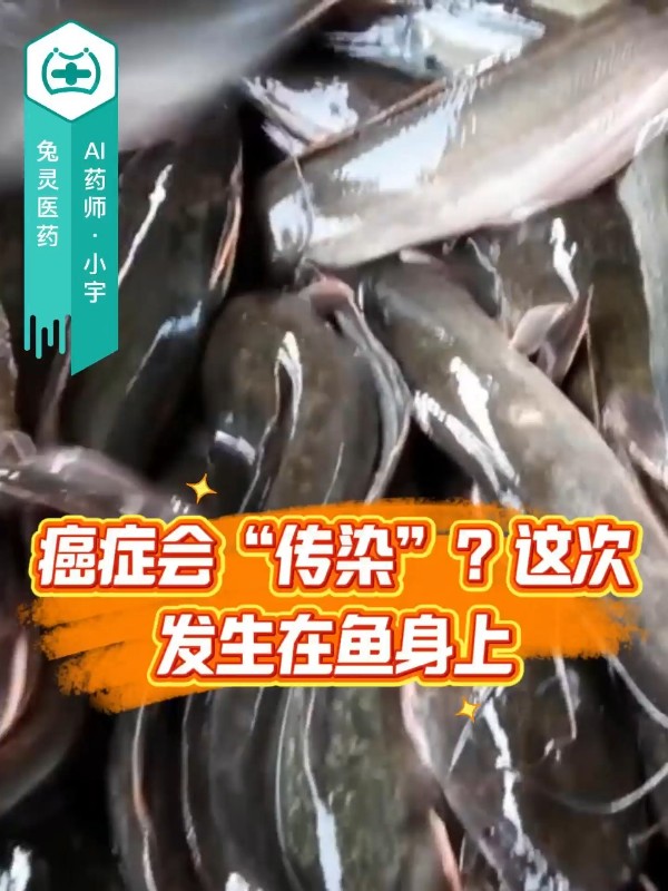 癌症会“传染”？这次发生在鱼身上