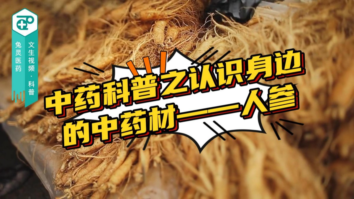 中药科普之认识身边的中药材——人参