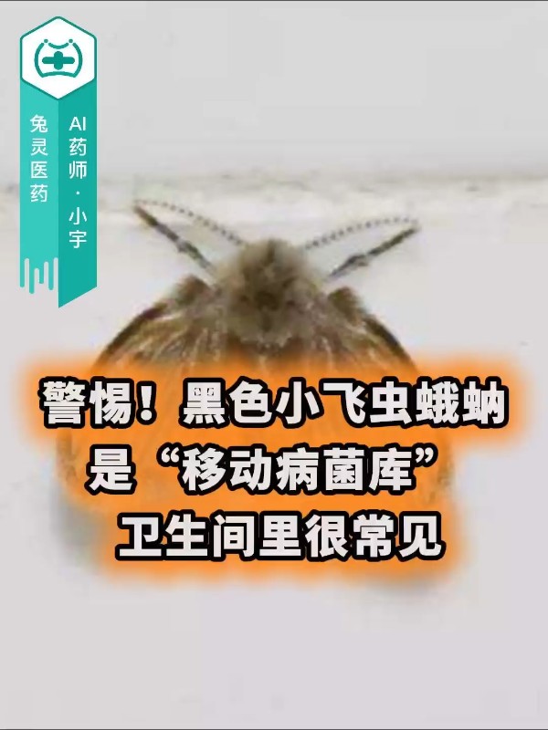警惕！黑色小飞虫蛾蚋是“移动病菌库” 卫生间里很常见
